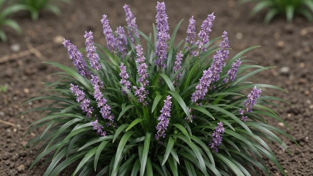 Creeping Lily Turf {3 1/4 in. Pots min 25} thumbnail